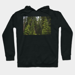 Magical Evergreen Mountain Woods Hoodie